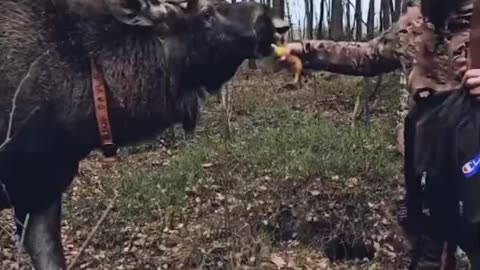 Those Moose are huge and majestic