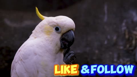 Bird cockatoo parrot