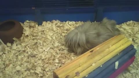 Peruvian guinea pig sleeps peacefully, he is cute and fluffy! [Nature & Animals]
