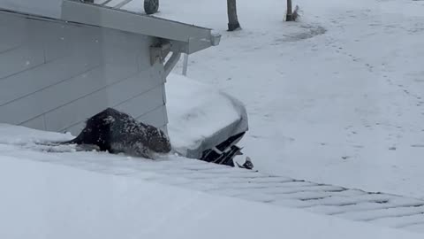 Beaver Trying to Navigating Slick Roof Falls