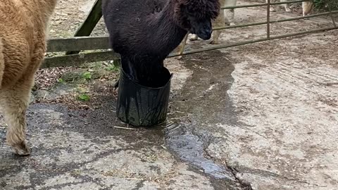 Silly Alpaca Tries to Sit in Small Water Bucket