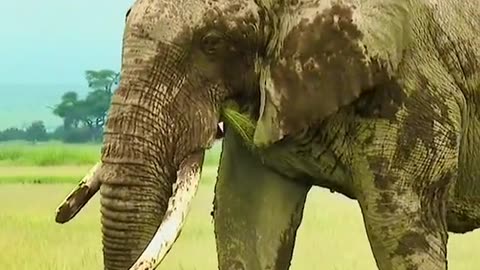 A lonely elephant is walking on the grassland