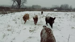 All about raising pasture pigs: your questions get answered