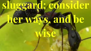 Go to the ant, thou sluggard; consider her ways, and be wise