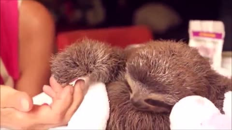"Sloth Serenity: A Baby Sloth Adventure"