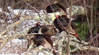 Wild Turkeys