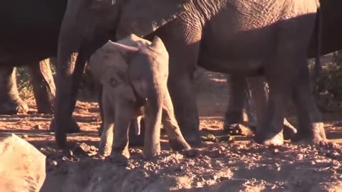 Baby Elephant Can't Control Its Trunk!