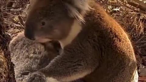 Heartbreaking: A Koala mourns for its dead companion.