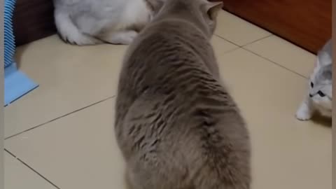 Funny cat video slap cat video funny