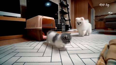 Raising & like & a Munchkin # kitten and a # Pomeranian puppy -