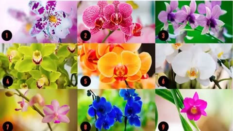 Escolha uma orquídea e receba uma mensagem poderosa!