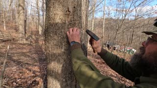 Tapping Maple Trees