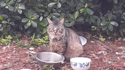 Gato Esperando La Cena