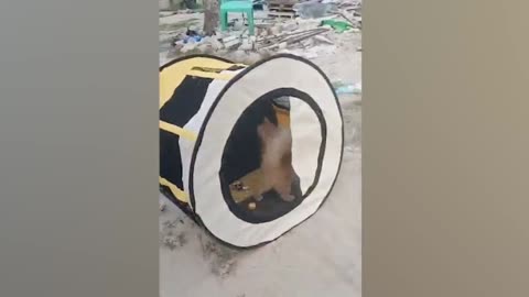 Funny Cat Rolling😂