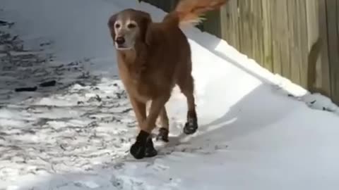 cute dog dancing with snow❤️
