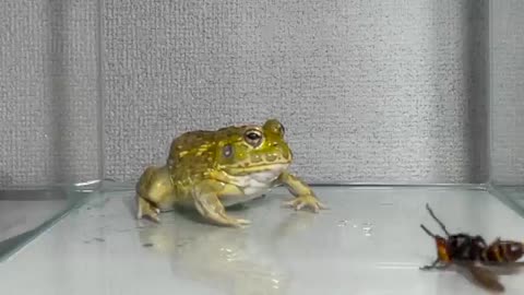 Give the giant hornet / Pacman frog , African bullfrog【LIVE FEEDING】