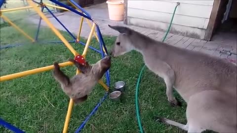 CUTE AND FUNNY BABY SLOTHS