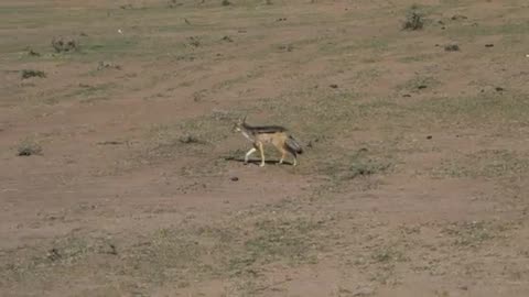 Jackals and Gazelles @ Maasai Mara, Kenya