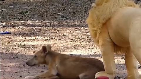 Troll Prank Dog Funny & fake Lion and Fake Tiger Prank To dog & Huge Box Prank to dog