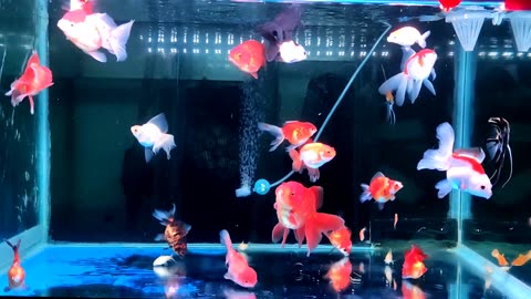 Aquarium fish beautiful