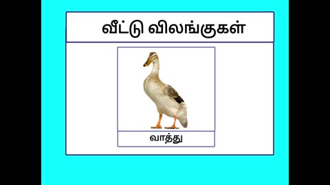 வீட்டு விலங்குகள்| veetu vilangugal |Domestic animal names for kids in Tamil | Adipadai Tamil