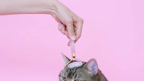 cute cat head massage