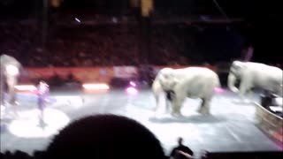 Elephants Last Appearance for Ringling Brothers Barnum & Bailey