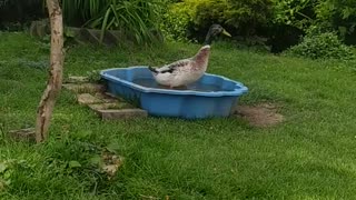 Lucky Luke is taking a bath