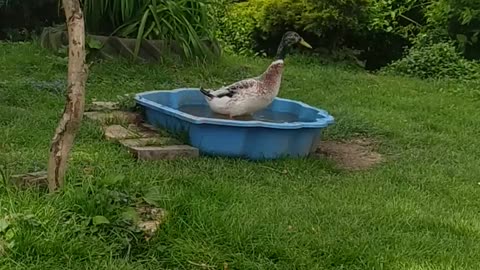 Lucky Luke is taking a bath