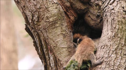 Raccoon kits almost fall from their tree (series3)