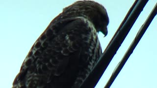 Broad-winged hawk