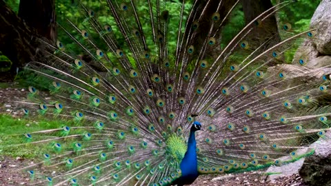 Extremely beautiful scene and dancing peacock🦚
