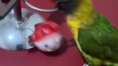 Smart Parrot Play #shorts #parrot #cute #pet #cockatiel #bird #rappingbird