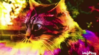 Dank Cat Gif