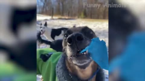 Funniest dog 🐶video