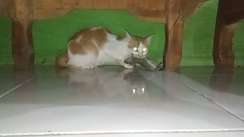 The Cat Hunts a Very Large Mouse