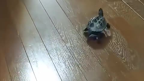 Fastest turtle on earth