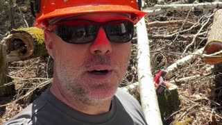 Milwaukee M18 Fuel Hatchet vs Birch Tree #shorts