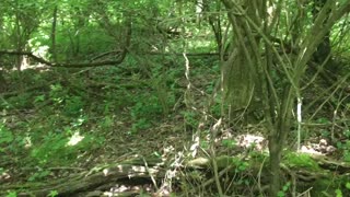 Northern Kentucky Project: View of Bush Honeysuckle Infestation Pre-treatment - Pt. 2