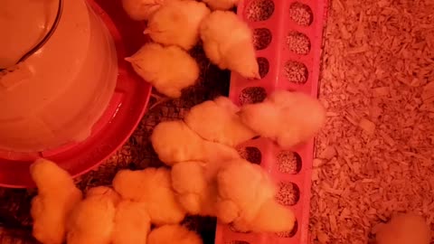 The Odd Reality of Mail Order Animals| Opening Package to Find LIVE Chicks Inside