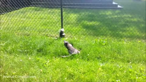 Baby Skunks Attack