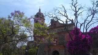 Raining Jacaranda - Mexico City (CDMX)