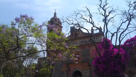 Raining Jacaranda - Mexico City (CDMX)