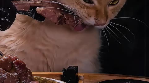 Cat enjoying the food
