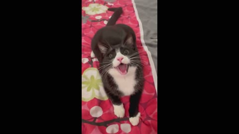 The cat begs for its toy