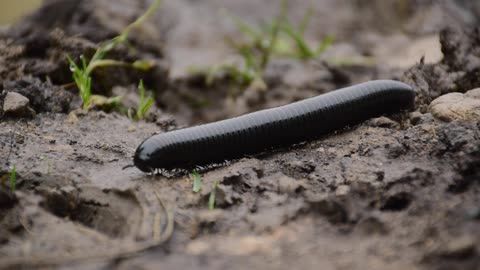 The Millipedes