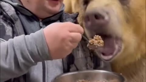 Bear being fed with porridge, probably in Russia