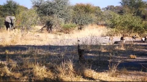 Wild dogs try to take down elephant