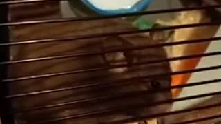 Our cute little hamster doughnut loves a stroke