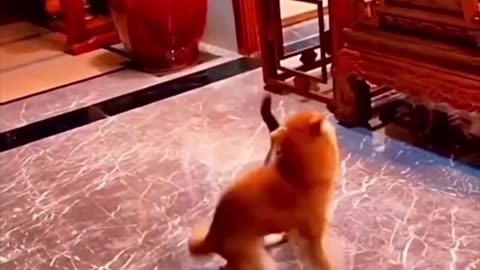Watch for the end 😀😀 funny animals comedy videos